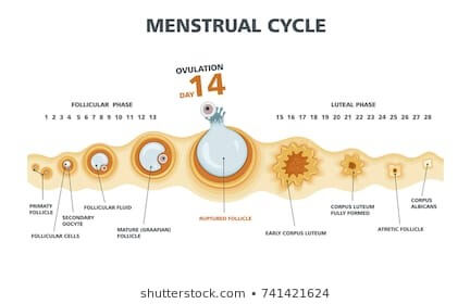mensural cycle
