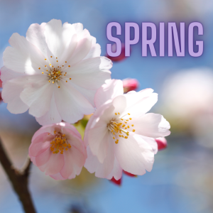 Spring - flowers blooming