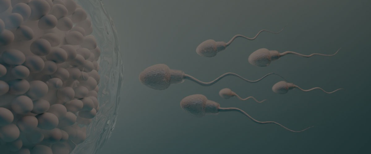 A group of sperm and spermatozoa used in fertility treatments like IVF.